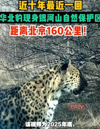 华北豹被拍到了